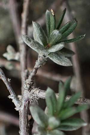 Fumana thymifolia \ Thymianbl&auml;ttriges Nadelr�schen / Thyme-Leaved Sun-Rose, Zypern/Cyprus Akamas, Neo Chorio 20.3.2025