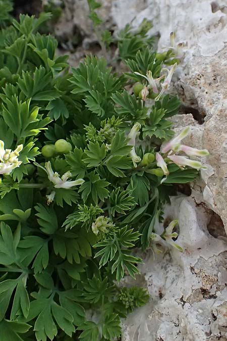 Fumaria macrocarpa \ Gro&szlig;fr&uuml;chtiger Erdrauch / Large-Fruited Fumitory, Zypern/Cyprus Akamas, Neo Chorio 20.3.2025