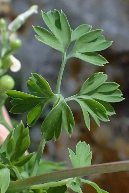 Fumaria macrocarpa \ Gro&szlig;fr&uuml;chtiger Erdrauch / Large-Fruited Fumitory, Zypern/Cyprus Akamas, Neo Chorio 20.3.2025