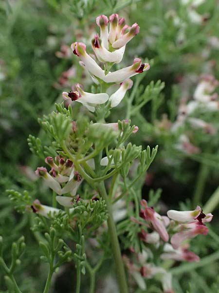 Fumaria parviflora \ Kleinbltiger Erdrauch / Fine-Leaved Fumitory, Zypern/Cyprus Pano Lefkara 25.3.2025