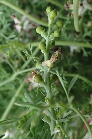 Fumaria parviflora \ Kleinbltiger Erdrauch / Fine-Leaved Fumitory, Zypern/Cyprus Pano Lefkara 25.3.2025