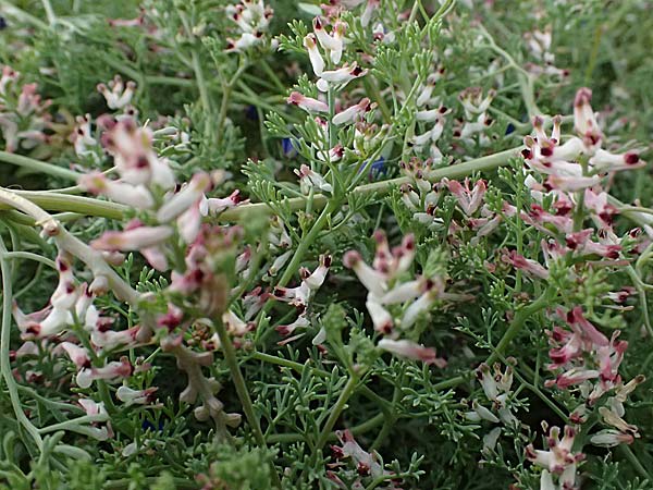 Fumaria parviflora \ Kleinbltiger Erdrauch / Fine-Leaved Fumitory, Zypern/Cyprus Pano Lefkara 25.3.2025