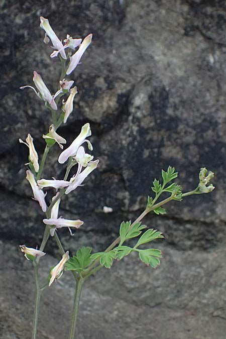 Fumaria macrocarpa \ Gro&szlig;fr&uuml;chtiger Erdrauch / Large-Fruited Fumitory, Zypern/Cyprus Xyliatos 26.3.2025