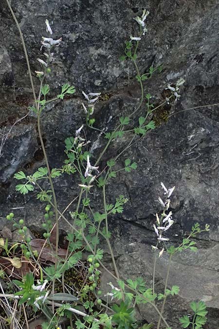 Fumaria macrocarpa \ Gro&szlig;fr&uuml;chtiger Erdrauch / Large-Fruited Fumitory, Zypern/Cyprus Xyliatos 26.3.2025
