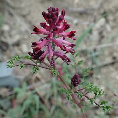 Fumaria petteri \ Petters Erdrauch / Petter's Fumitory, Zypern/Cyprus Madari 26.3.2025