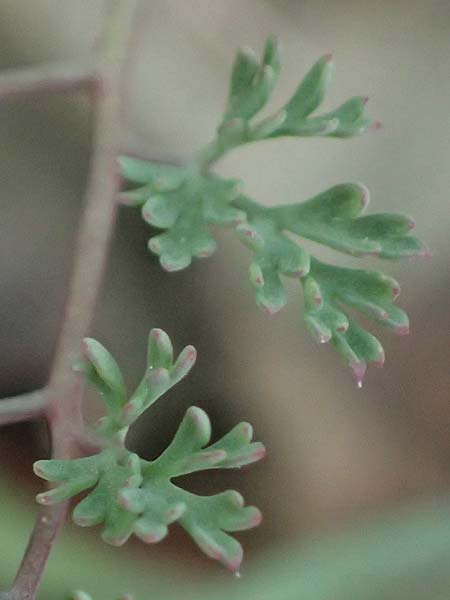 Fumaria petteri \ Petters Erdrauch / Petter's Fumitory, Zypern/Cyprus Madari 26.3.2025