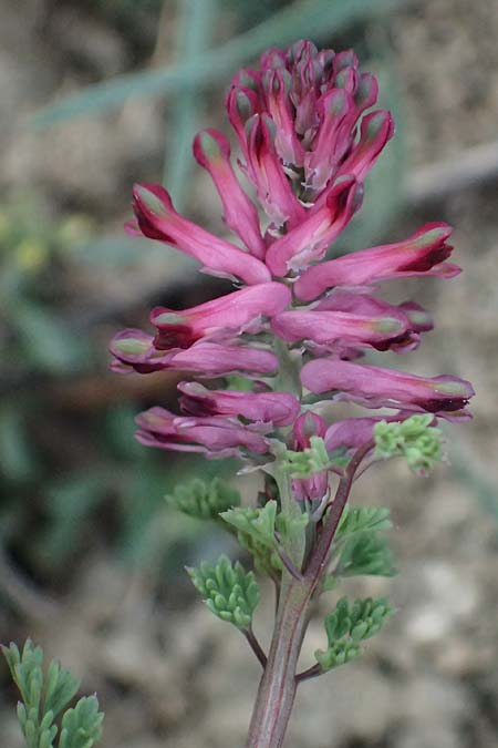 Fumaria petteri \ Petters Erdrauch / Petter's Fumitory, Zypern/Cyprus Madari 26.3.2025