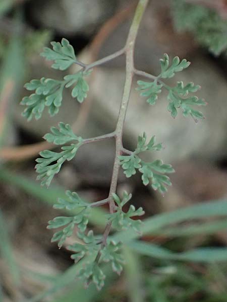 Fumaria petteri \ Petters Erdrauch / Petter's Fumitory, Zypern/Cyprus Madari 26.3.2025