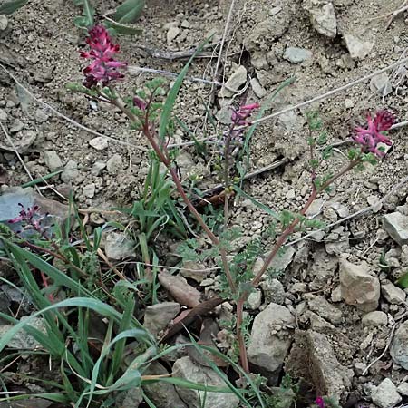 Fumaria petteri \ Petters Erdrauch / Petter's Fumitory, Zypern/Cyprus Madari 26.3.2025