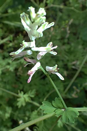 Fumaria judaica \ Jud&auml;a-Erdrauch / Judean Fumitory, Zypern/Cyprus Prov.  Paphos,  Episkopi 31.3.2025