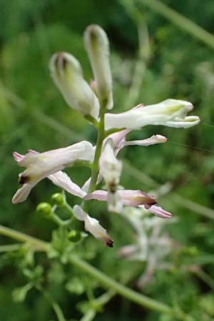 Fumaria judaica \ Jud&auml;a-Erdrauch / Judean Fumitory, Zypern/Cyprus Prov.  Paphos,  Episkopi 31.3.2025