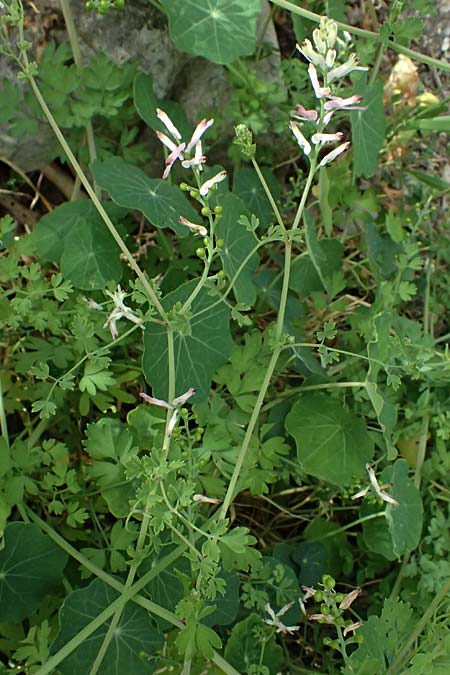 Fumaria judaica \ Jud&auml;a-Erdrauch / Judean Fumitory, Zypern/Cyprus Prov.  Paphos,  Episkopi 31.3.2025