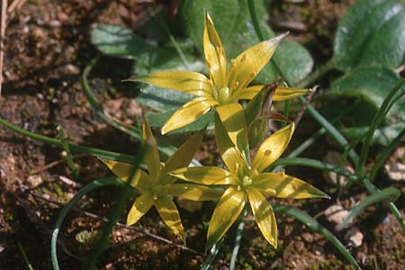 Gagea rigida \ Spitzbl&uuml;tziger Gelbstern, &Ouml;stlicher Gelbstern / Acute-Flowered Star of Bethlehem, Zypern/Cyprus Pegeia 1.3.1997