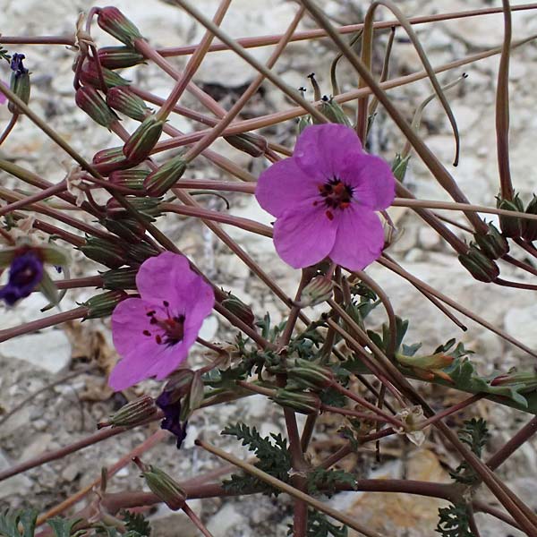 Erodium crassifolium \ Dickbl&auml;ttriger Reiherschnabel / Hoary-Leaved Heron's-Bill, Zypern/Cyprus Pissouri 20.3.2025