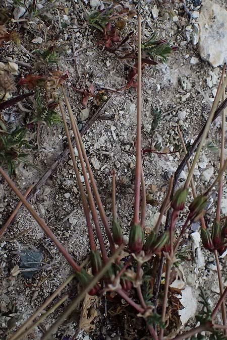 Erodium crassifolium \ Dickbl&auml;ttriger Reiherschnabel / Hoary-Leaved Heron's-Bill, Zypern/Cyprus Pissouri 20.3.2025