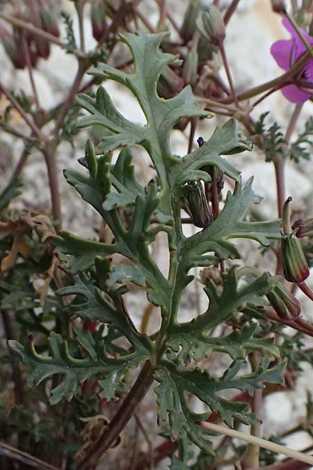 Erodium crassifolium \ Dickbl&auml;ttriger Reiherschnabel / Hoary-Leaved Heron's-Bill, Zypern/Cyprus Pissouri 20.3.2025