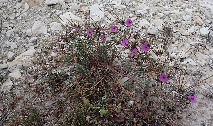 Erodium crassifolium \ Dickbl&auml;ttriger Reiherschnabel / Hoary-Leaved Heron's-Bill, Zypern/Cyprus Pissouri 20.3.2025