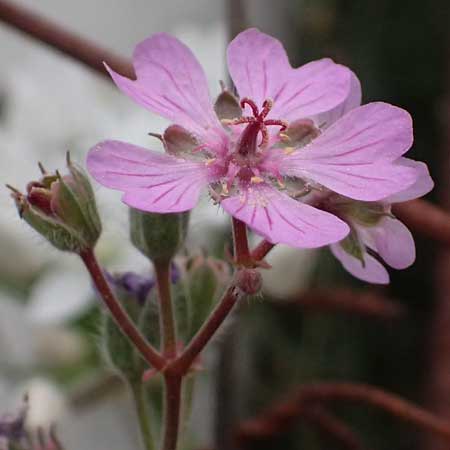 Geranium tuberosum \ Knolliger Storchschnabel / Bulbous Crane's-Bill, Zypern/Cyprus Kato Archimandrita 1.4.2025