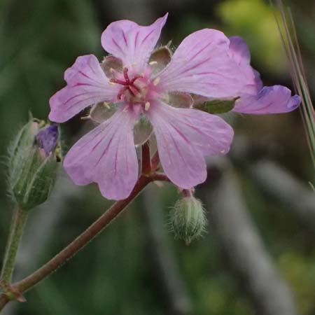 Geranium tuberosum \ Knolliger Storchschnabel / Bulbous Crane's-Bill, Zypern/Cyprus Kato Archimandrita 1.4.2025