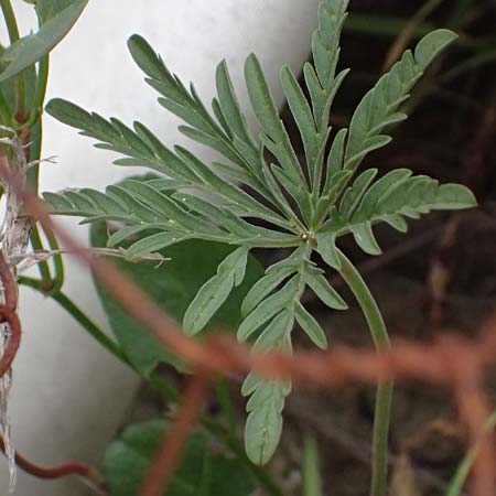 Geranium tuberosum \ Knolliger Storchschnabel / Bulbous Crane's-Bill, Zypern/Cyprus Kato Archimandrita 1.4.2025