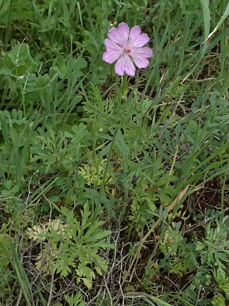 Geranium tuberosum \ Knolliger Storchschnabel / Bulbous Crane's-Bill, Zypern/Cyprus Kato Archimandrita 1.4.2025
