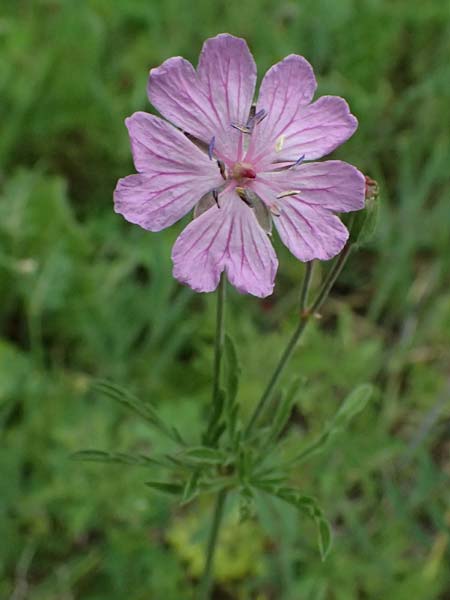 Geranium tuberosum \ Knolliger Storchschnabel / Bulbous Crane's-Bill, Zypern/Cyprus Kato Archimandrita 1.4.2025