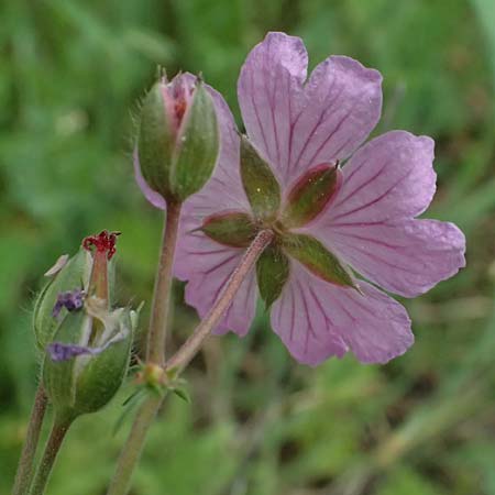 Geranium tuberosum \ Knolliger Storchschnabel / Bulbous Crane's-Bill, Zypern/Cyprus Kato Archimandrita 1.4.2025