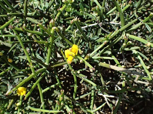 Genista fasselata subsp. crudelis \ Troodos-Ginster, Zypern Akamas, Neo Chorio 20.3.2025