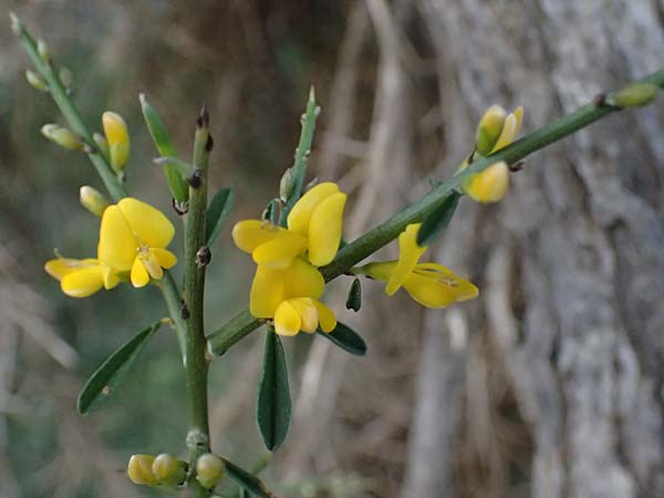 Genista fasselata subsp. crudelis \ Troodos-Ginster, Zypern Baths of Aphrodite 27.3.2025