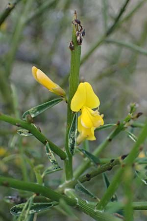Genista fasselata subsp. crudelis \ Troodos-Ginster, Zypern Baths of Aphrodite 27.3.2025