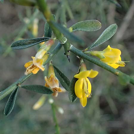Genista fasselata subsp. crudelis \ Troodos-Ginster, Zypern Baths of Aphrodite 27.3.2025