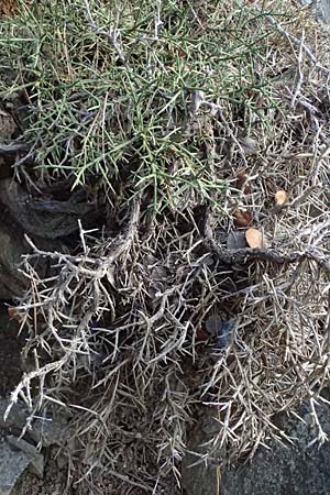 Genista fasselata subsp. crudelis \ Troodos-Ginster, Zypern Platres 28.3.2025