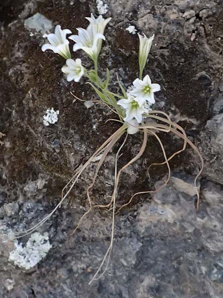 Gagea graeca \ Griechische Faltenlilie / Greek Gagea, Zypern/Cyprus Baths of Aphrodite 27.3.2025