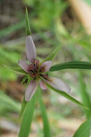 Tragopogon hybridus \ Bastard-Bocksbart / Bastard Goat's-Beard, Zypern/Cyprus Prov. Paphos, Episkopi 31.3.2025