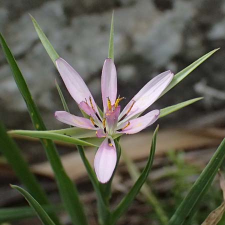 Tragopogon hybridus \ Bastard-Bocksbart / Bastard Goat's-Beard, Zypern/Cyprus Prov. Paphos, Episkopi 31.3.2025