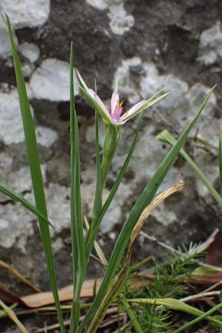 Tragopogon hybridus \ Bastard-Bocksbart / Bastard Goat's-Beard, Zypern/Cyprus Prov. Paphos, Episkopi 31.3.2025