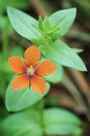 Lysimachia arvensis \ Acker-Gauchheil / Scarlet Pimpernel, Poisonweed, Zypern/Cyprus Prov. Paphos, Episkopi 31.3.2025