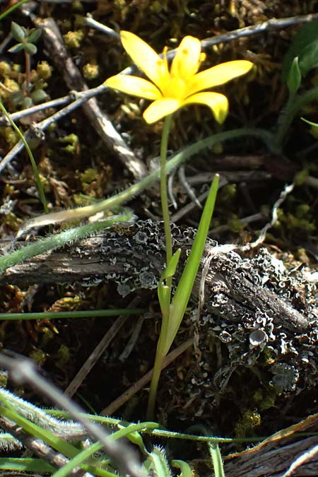 Gagea juliae \ Julias Gelbstern / Julia's Star of Bethlehem, Zypern/Cyprus Xyliatos 26.3.2025