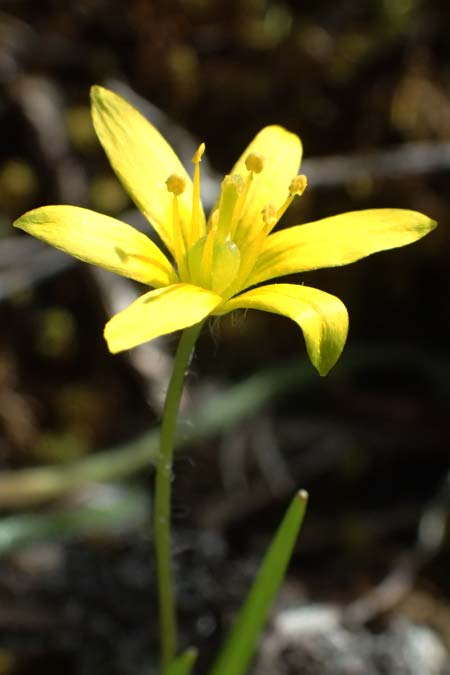 Gagea juliae \ Julias Gelbstern / Julia's Star of Bethlehem, Zypern/Cyprus Xyliatos 26.3.2025