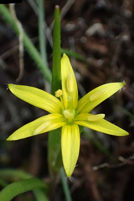 Gagea juliae \ Julias Gelbstern / Julia's Star of Bethlehem, Zypern/Cyprus Xyliatos 26.3.2025
