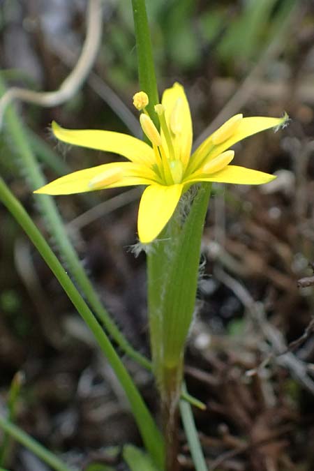 Gagea juliae \ Julias Gelbstern / Julia's Star of Bethlehem, Zypern/Cyprus Xyliatos 26.3.2025