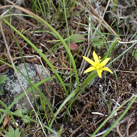 Gagea juliae \ Julias Gelbstern / Julia's Star of Bethlehem, Zypern/Cyprus Xyliatos 26.3.2025