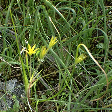 Gagea juliae \ Julias Gelbstern / Julia's Star of Bethlehem, Zypern/Cyprus Xyliatos 26.3.2025
