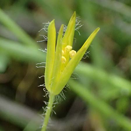Gagea juliae \ Julias Gelbstern / Julia's Star of Bethlehem, Zypern/Cyprus Xyliatos 26.3.2025