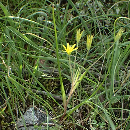 Gagea juliae \ Julias Gelbstern / Julia's Star of Bethlehem, Zypern/Cyprus Xyliatos 26.3.2025
