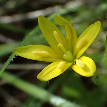 Gagea juliae \ Julias Gelbstern / Julia's Star of Bethlehem, Zypern/Cyprus Xyliatos 26.3.2025