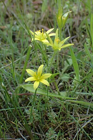 Gagea juliae \ Julias Gelbstern / Julia's Star of Bethlehem, Zypern/Cyprus Xyliatos 26.3.2025