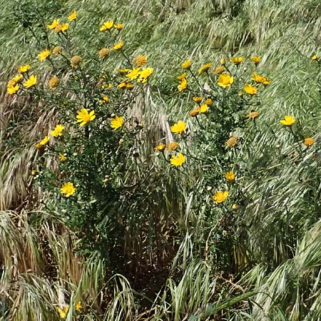 Glebionis segetum \ Saat-Wucherblume, Saat-Goldblume / Corn Marygold, Zypern/Cyprus Kato Paphos 22.3.2025