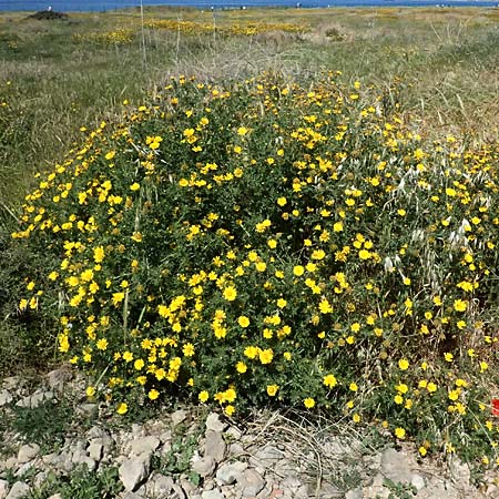 Glebionis segetum \ Saat-Wucherblume, Saat-Goldblume / Corn Marygold, Zypern/Cyprus Kato Paphos 22.3.2025
