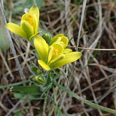 Gagea peduncularis \ Langstieliger Gelbstern / Stalked Star of Bethlehem, Zypern/Cyprus Madari 26.3.2025